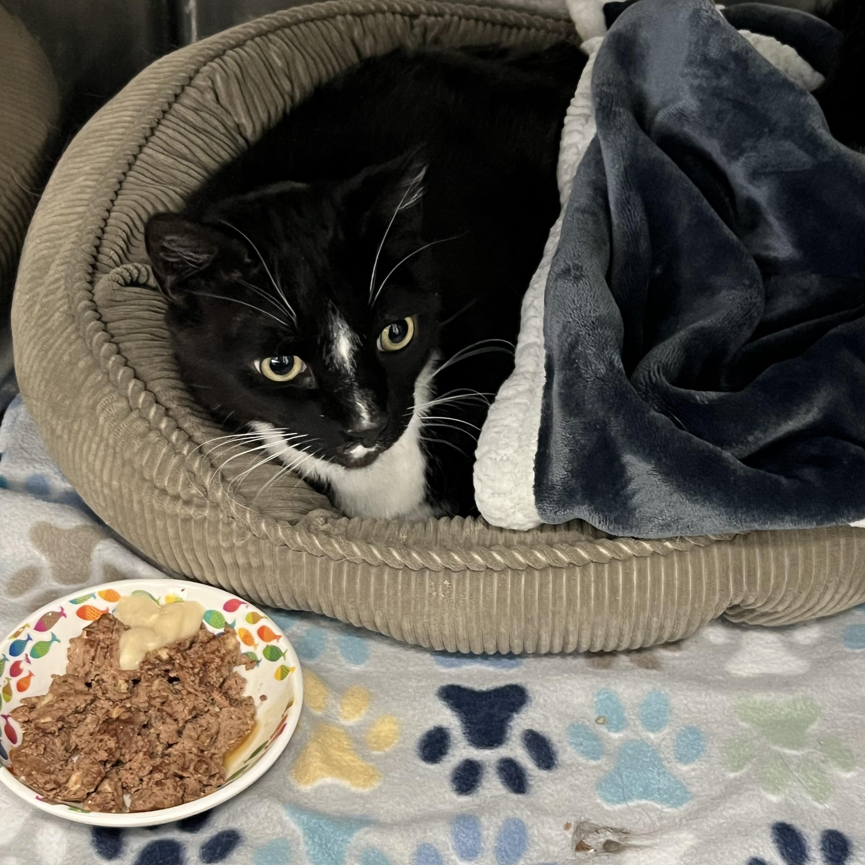 Enlarge Dylan, an adopted Tabby in Pompton Plains, NJ image 2/2