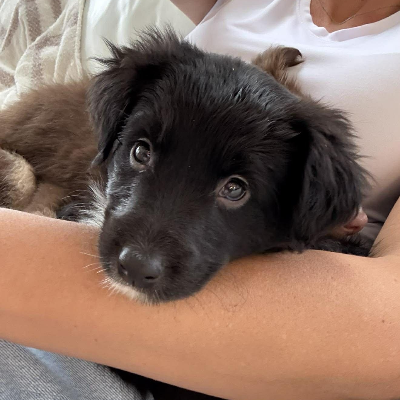Twinkle, ADOPTABLE, Puppy Female Australian Shepherd.