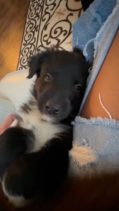 Enlarge Twinkle, a ADOPTABLE mixed breed in Plainfield, IL video 2/2