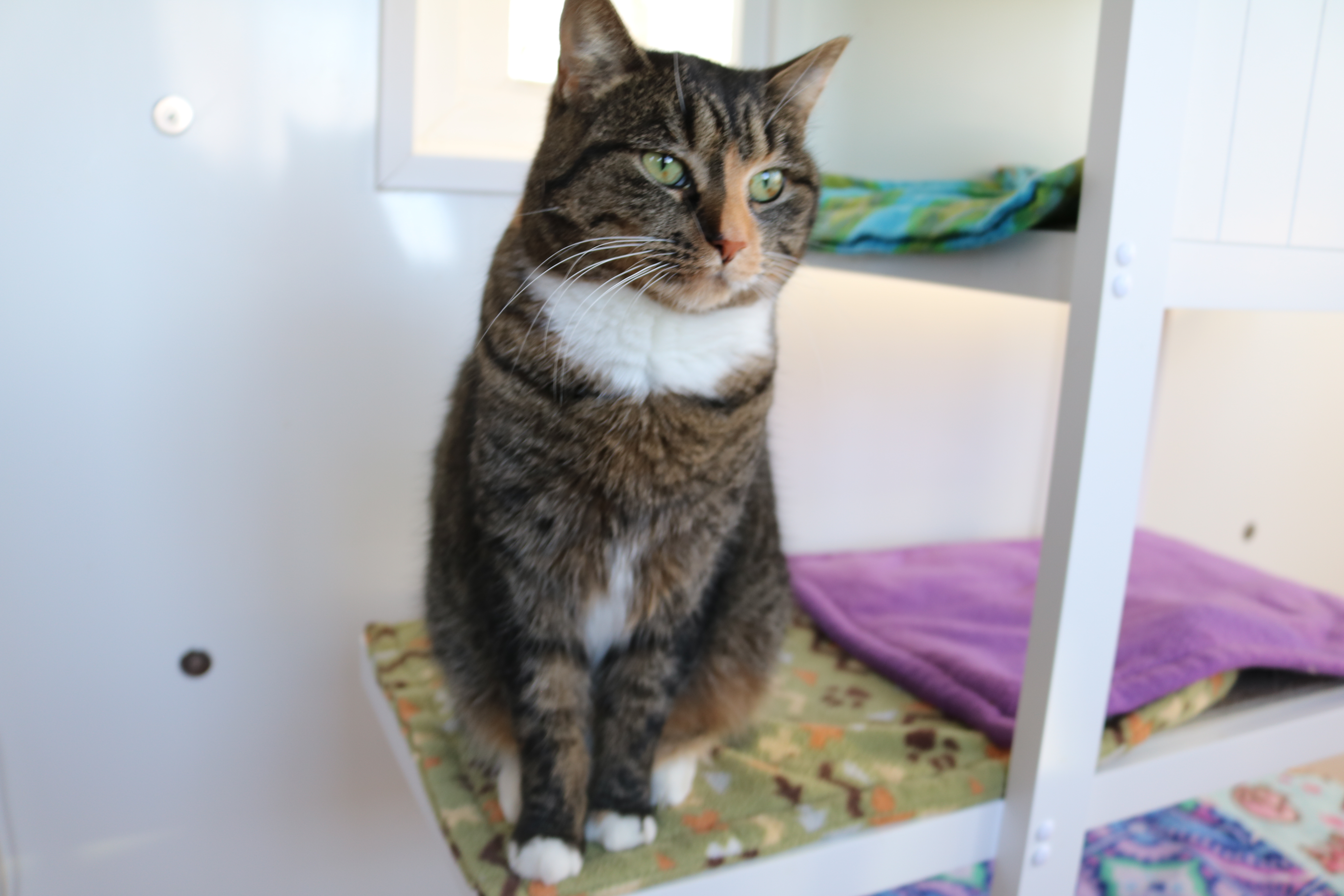 Bella, a Adoptable Tortoiseshell in Manchester, MI image 1/6