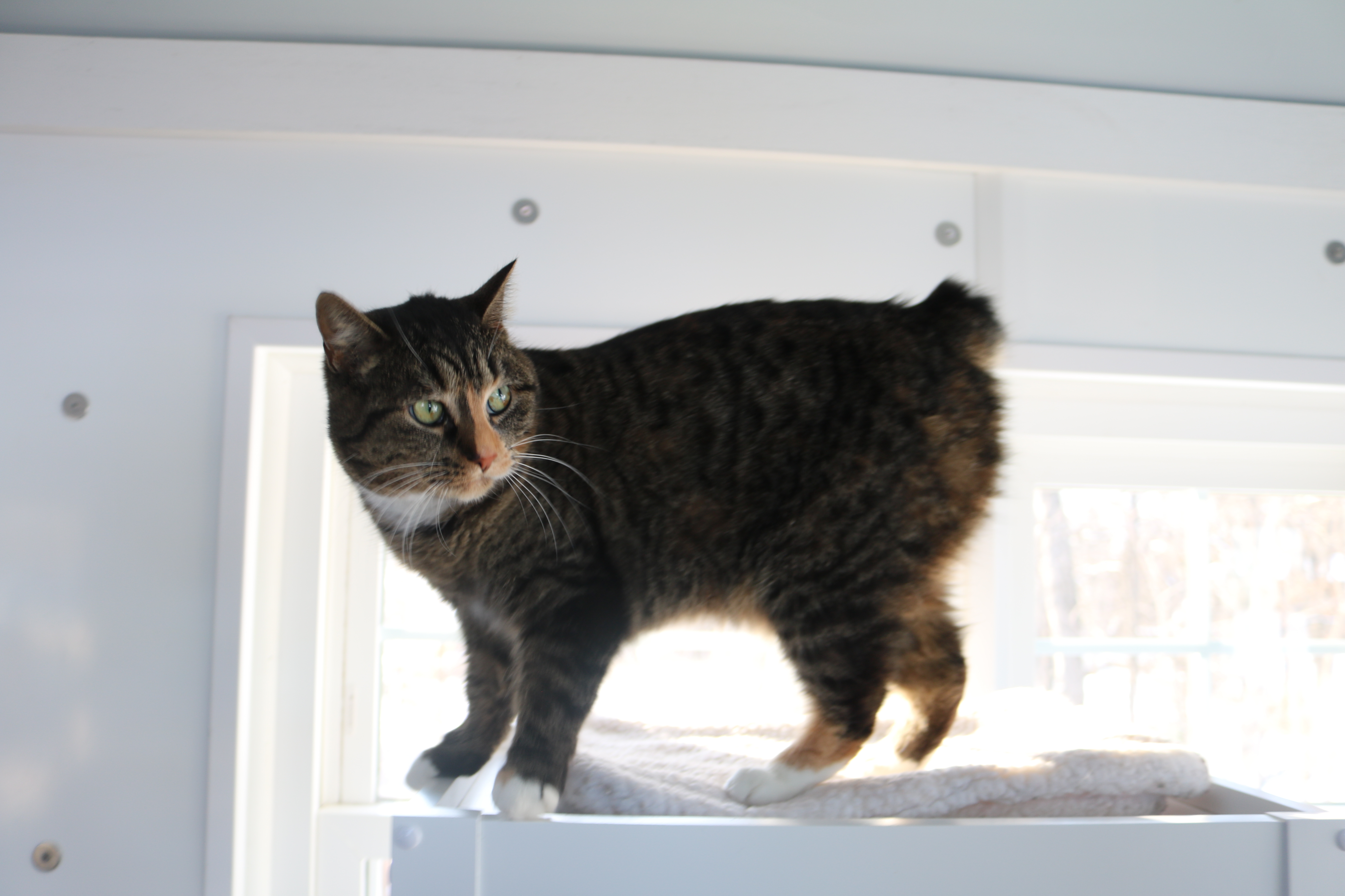 Bella, a Adoptable Tortoiseshell in Manchester, MI image 2/6