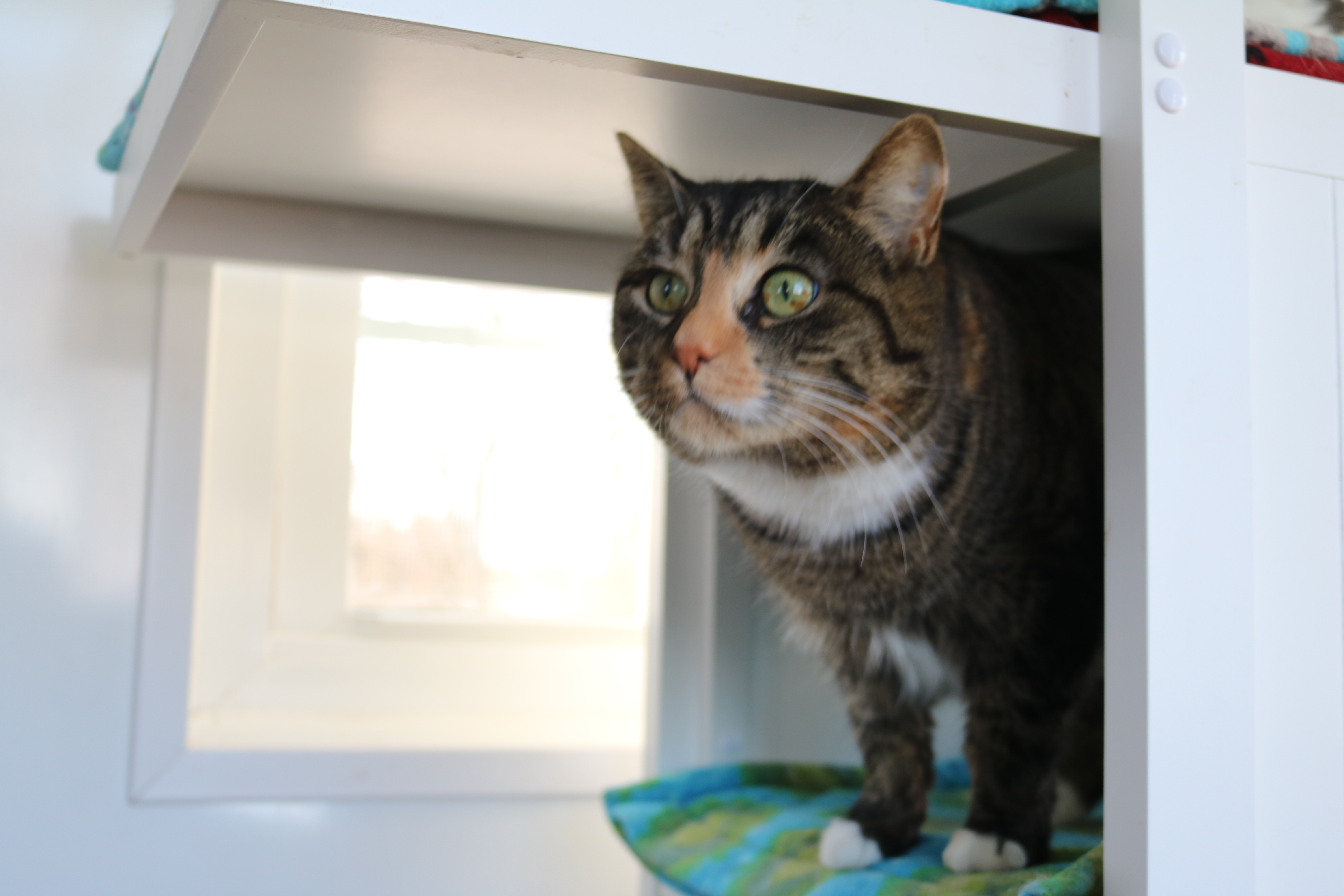 Bella, a Adoptable Tortoiseshell in Manchester, MI image 3/6