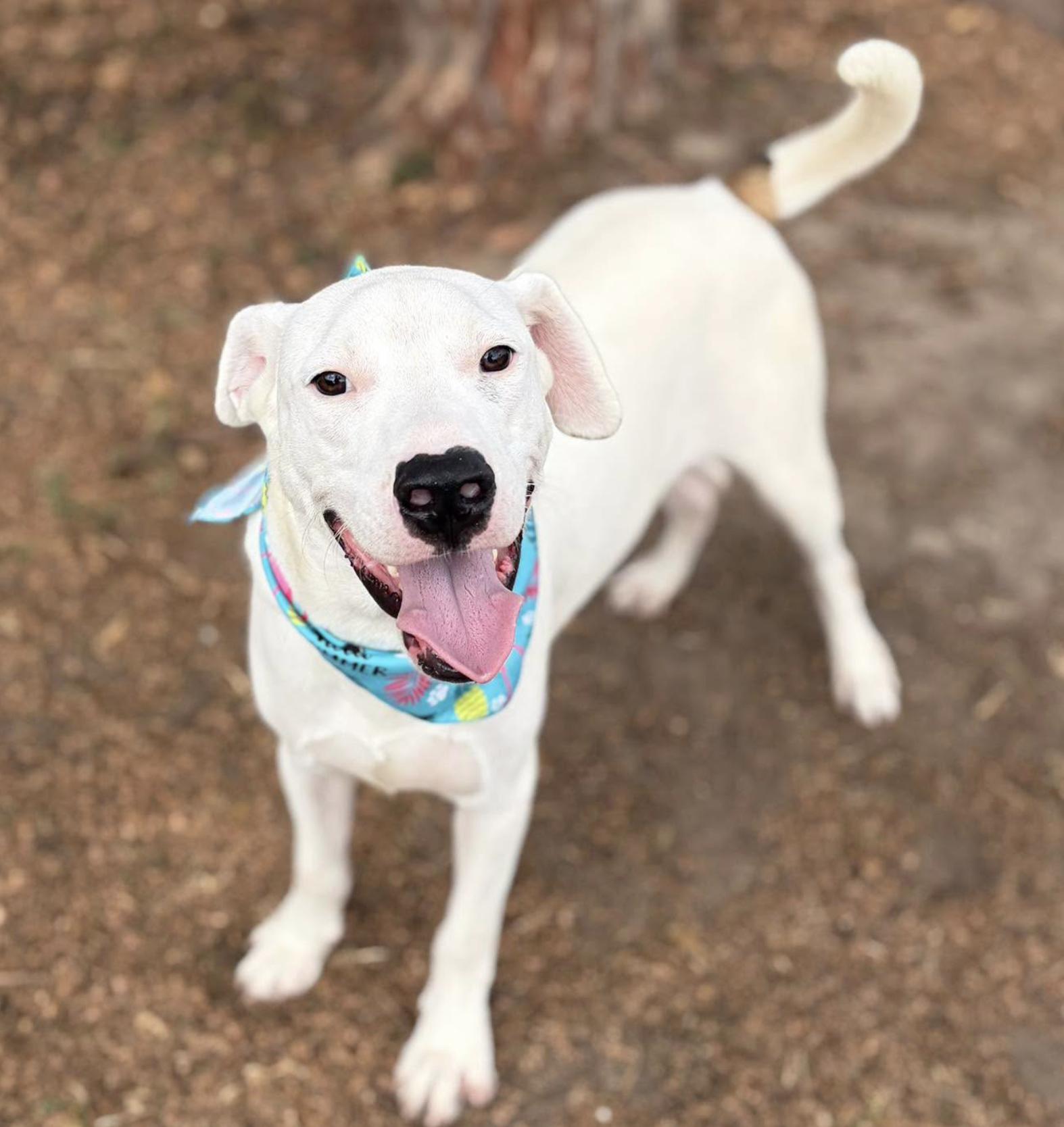 Enlarge Magnus, a Adoptable mixed breed in Rye, NY image 3/5