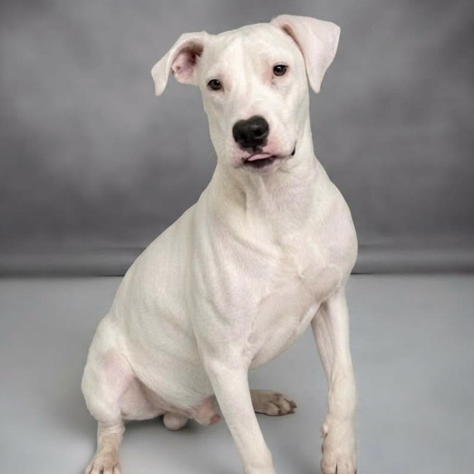 Enlarge Magnus, a Adoptable mixed breed in Rye, NY image 4/5