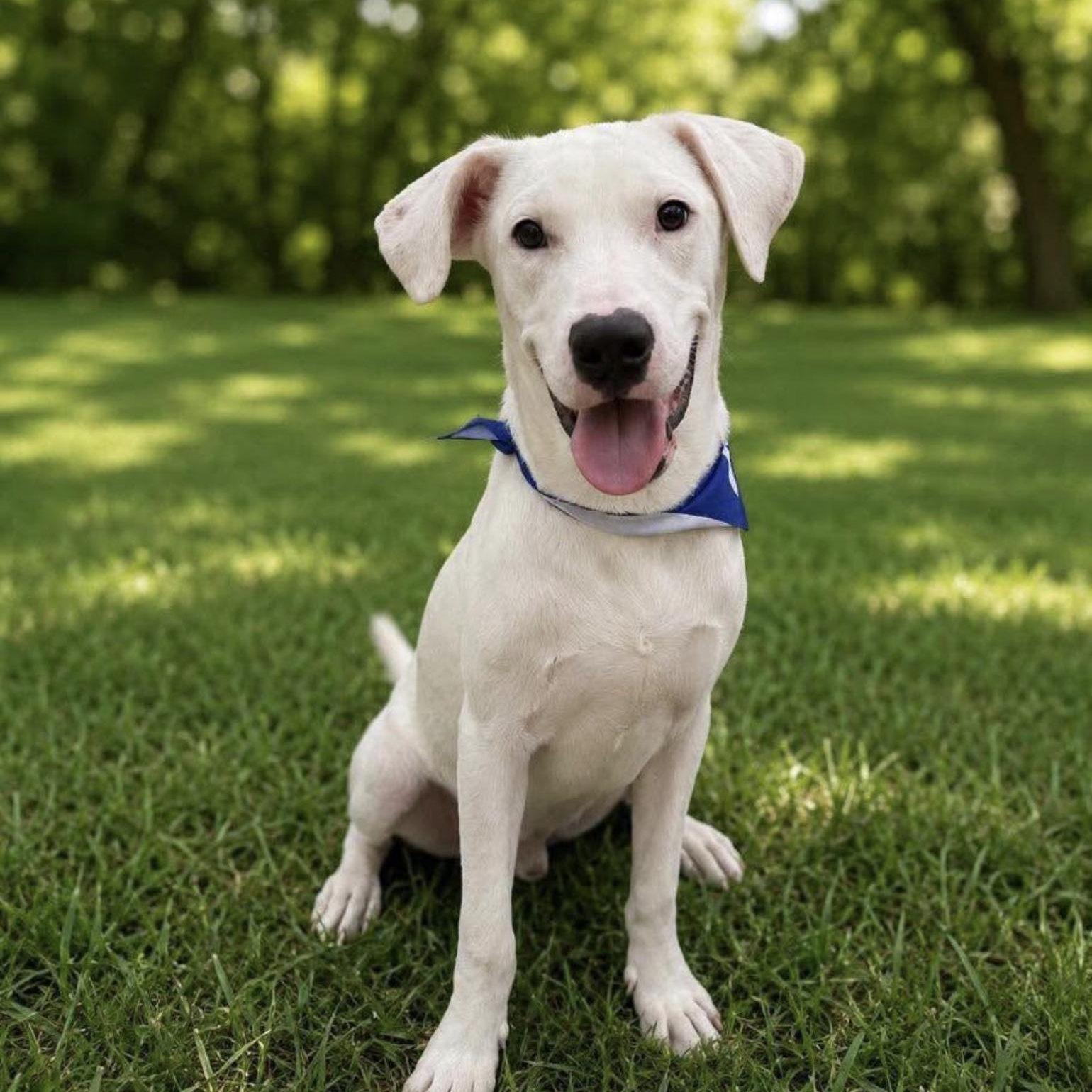 Enlarge Magnus, a Adoptable mixed breed in Rye, NY image 5/5