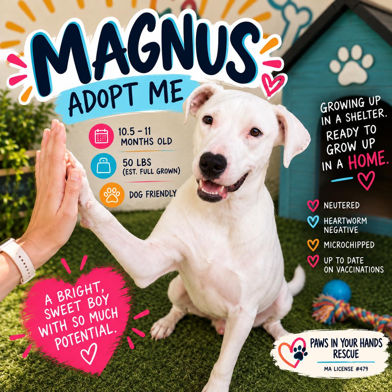 Enlarge Magnus, a Adoptable mixed breed in Rye, NY image 1/5