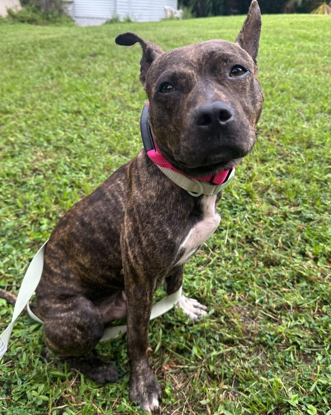 Enlarge Ozzy, a Adoptable mixed breed in Melbourne , FL image 3/5