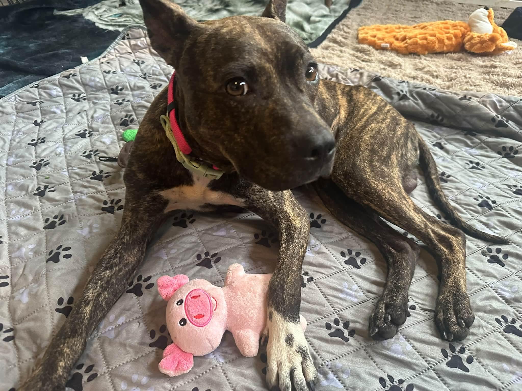 Enlarge Ozzy, a Adoptable mixed breed in Melbourne , FL image 4/5