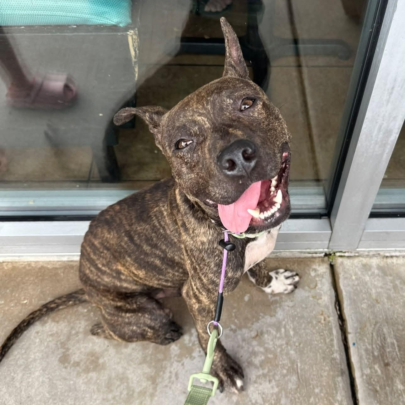 Ozzy, Adoptable, Puppy Male Boxer & Terrier.