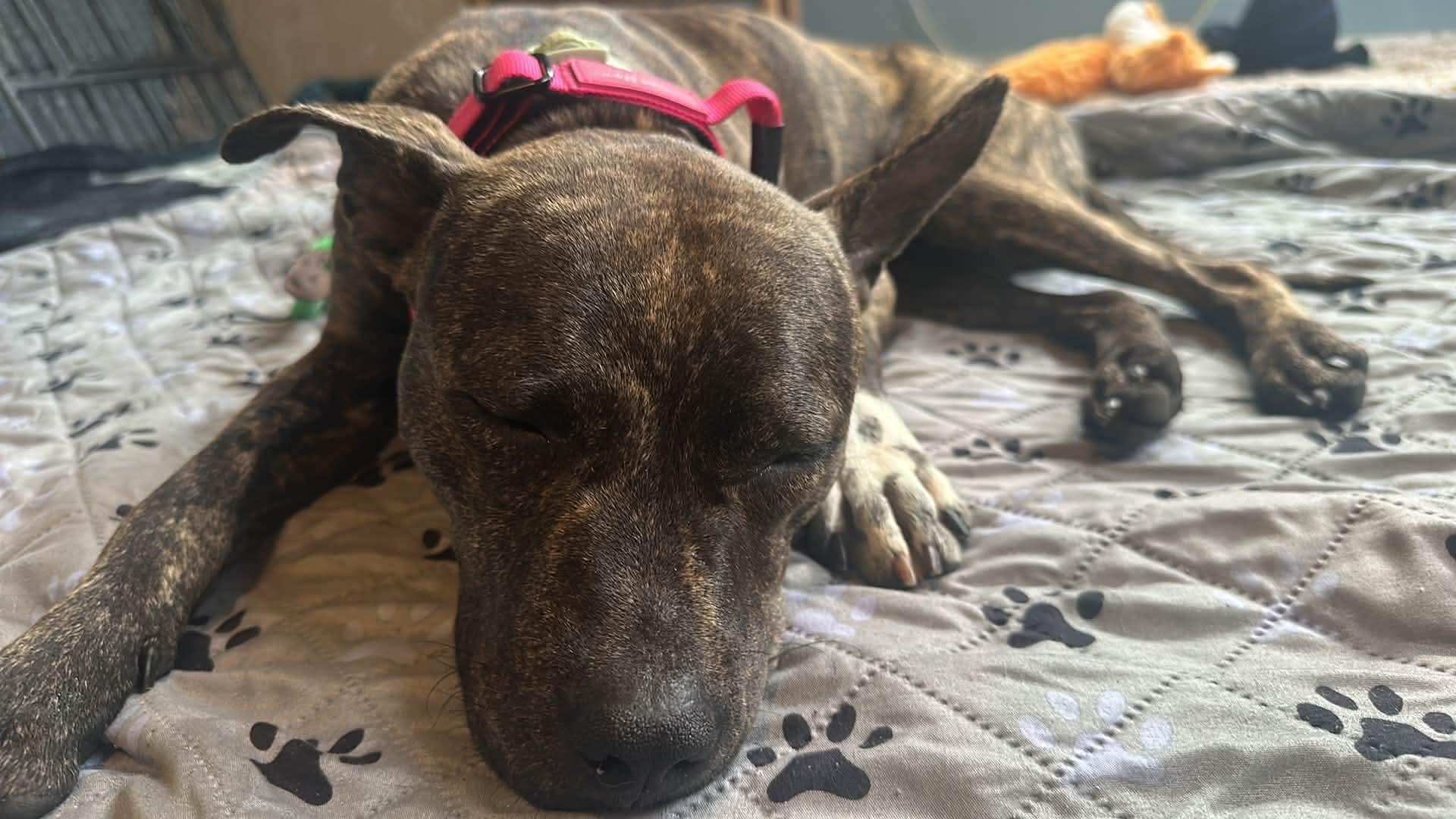 Enlarge Ozzy, a Adoptable mixed breed in Melbourne , FL image 5/5