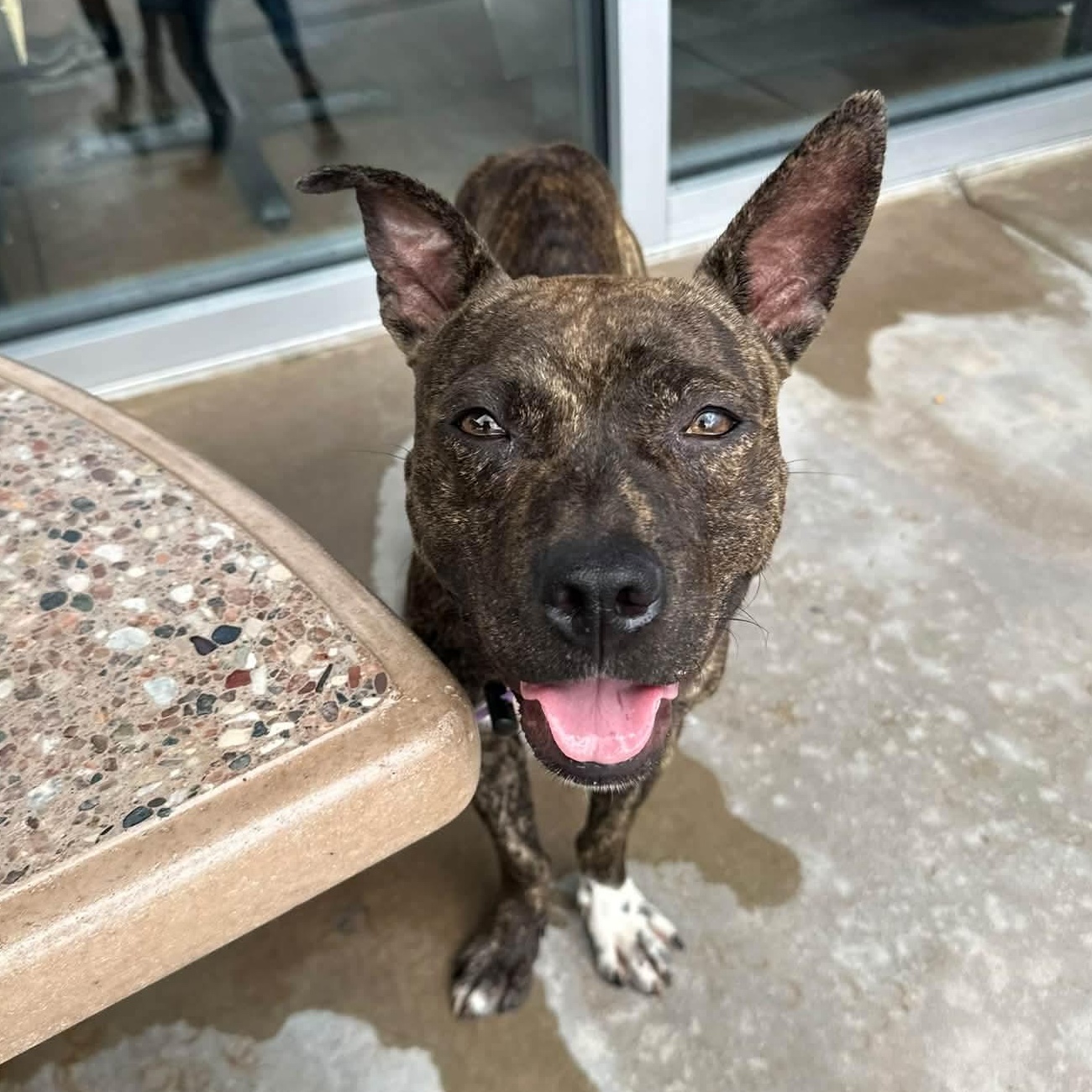 Enlarge Ozzy, a Adoptable mixed breed in Melbourne , FL image 2/5