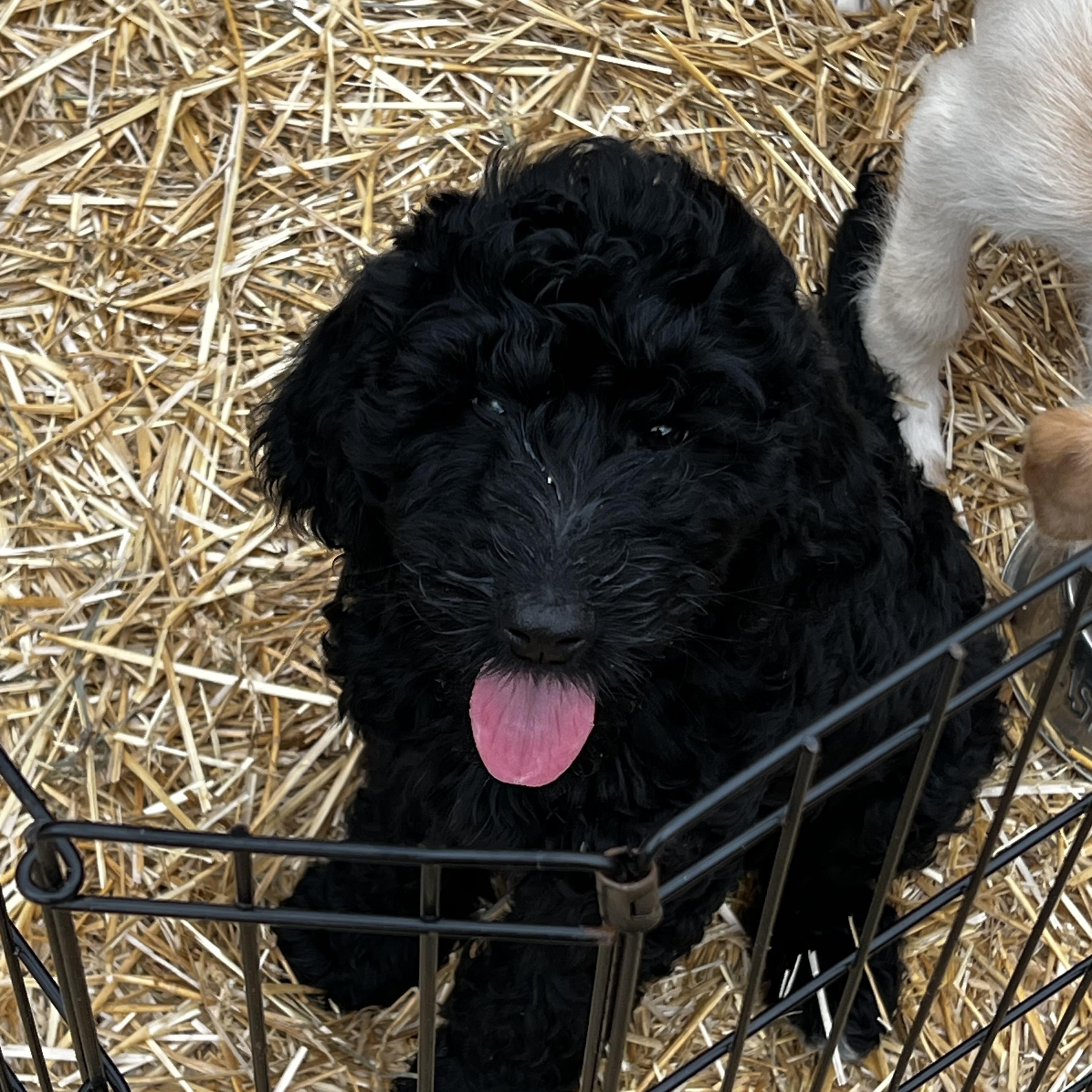 Sercie, ADOPTABLE, Puppy Female Goldendoodle.