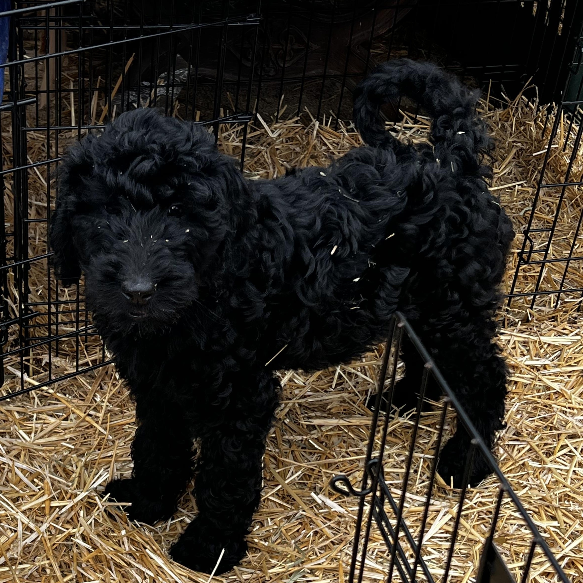 Enlarge Sercie, a ADOPTABLE Goldendoodle in Myrtle, MS image 2/2