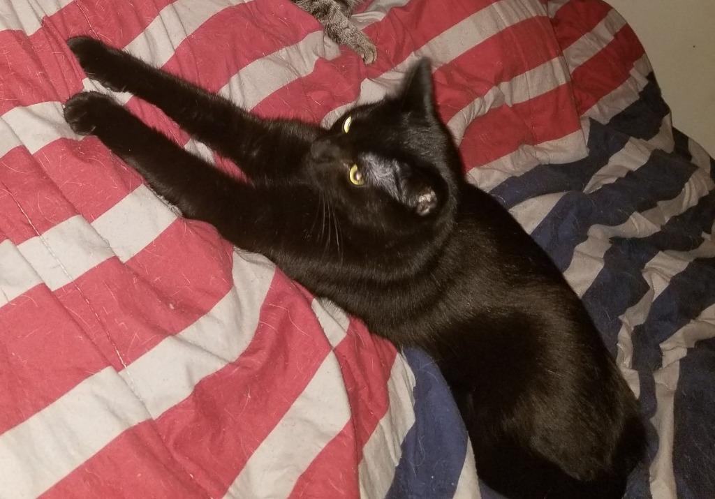 Enlarge Smokey (Courtesy Post), a Adoptable Domestic Short Hair in Rutherfordton, NC image 1/1