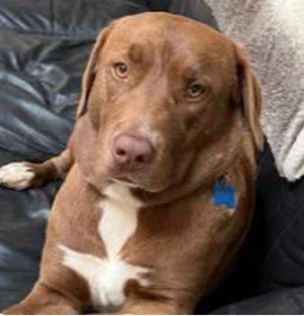 Enlarge Edith, a Adoptable Chocolate Labrador Retriever in Sunnyvale, CA image 1/1