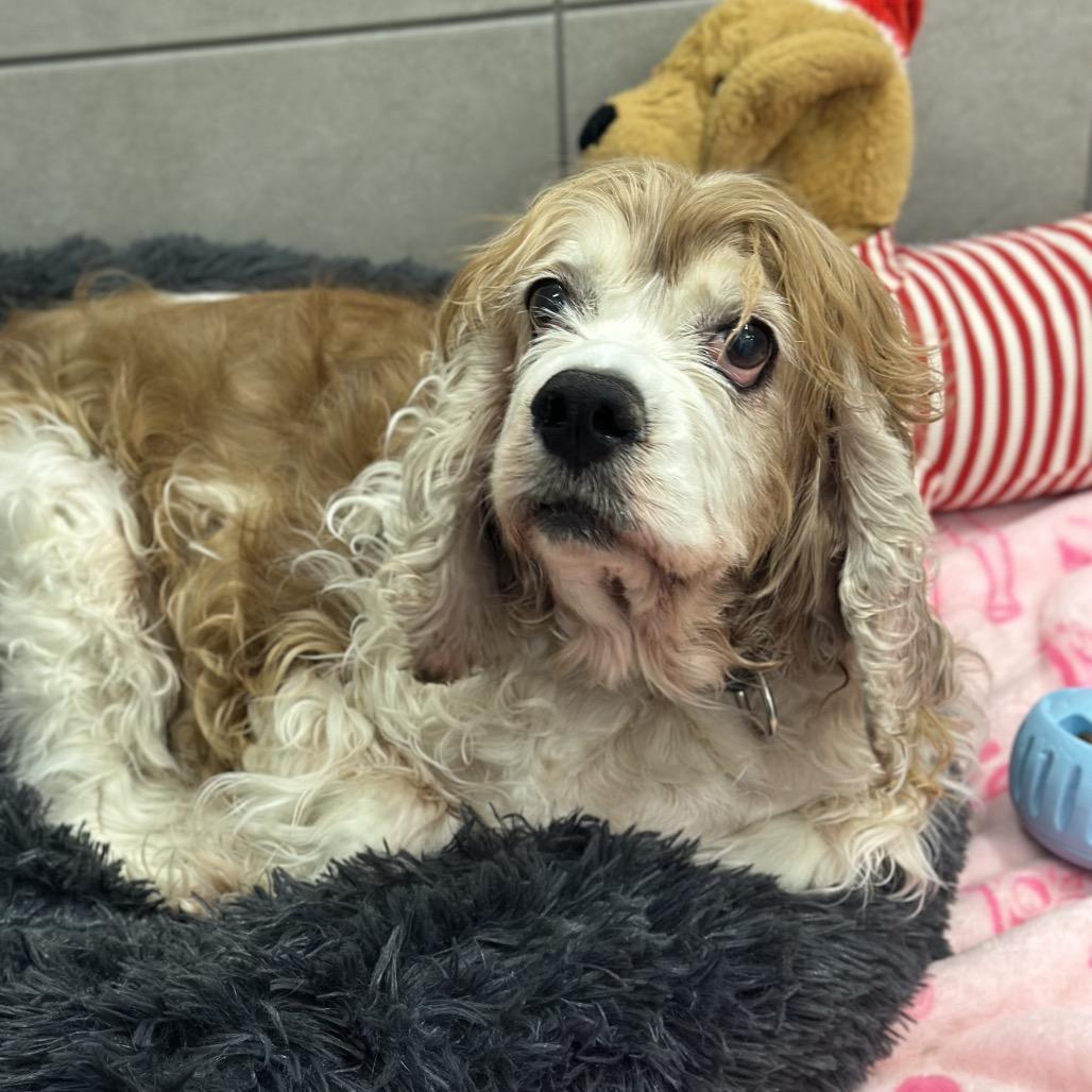 Lucy, Adoptable, Senior Female Cocker Spaniel.