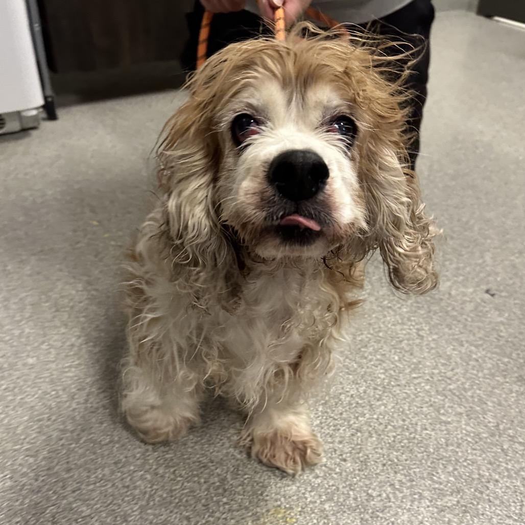 Enlarge Lucy, a Adoptable Cocker Spaniel in Hinsdale, IL image 2/3