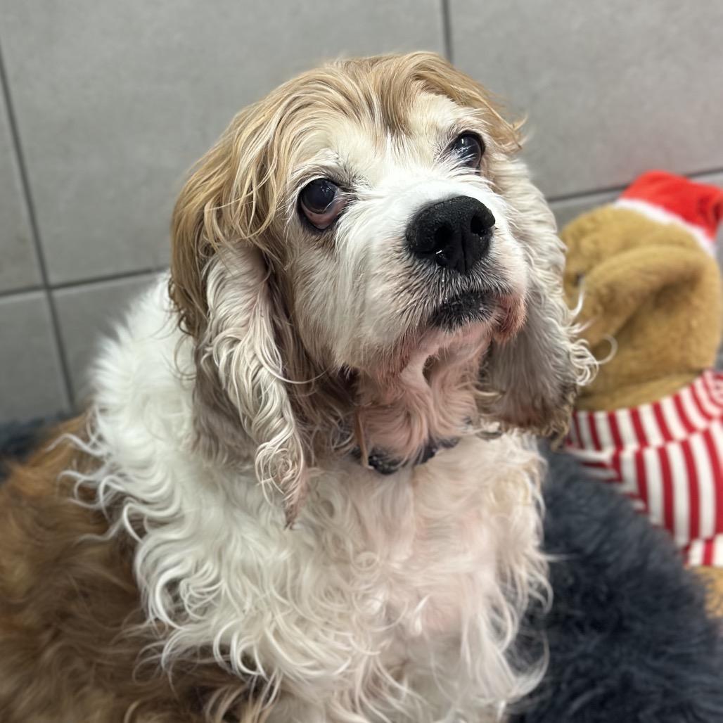 Enlarge Lucy, a Adoptable Cocker Spaniel in Hinsdale, IL image 3/3