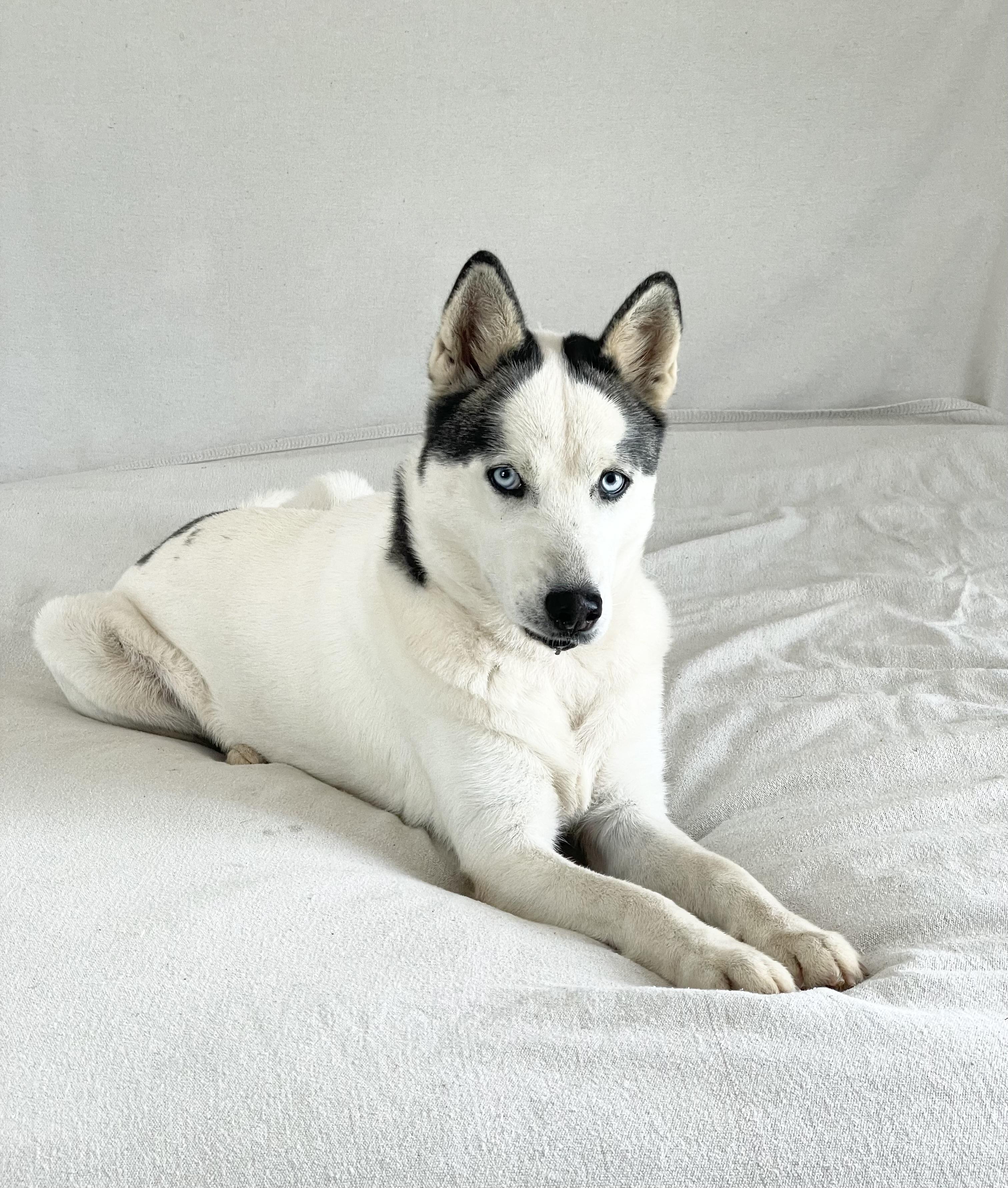 Beautiful Bella, a ADOPTABLE Siberian Husky in West Hartford , CT image 5/5