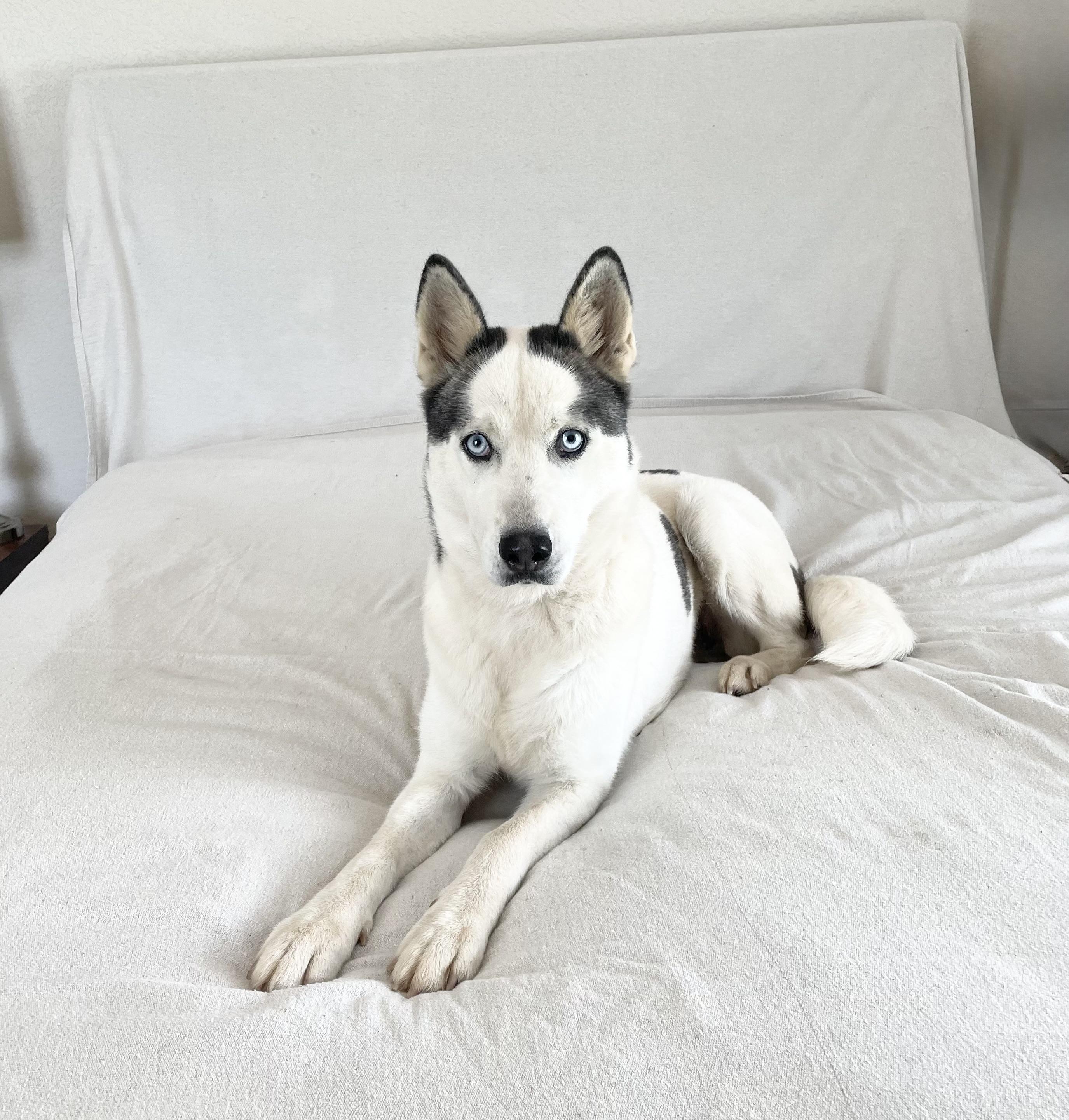 Beautiful Bella, a ADOPTABLE Siberian Husky in West Hartford , CT image 4/5