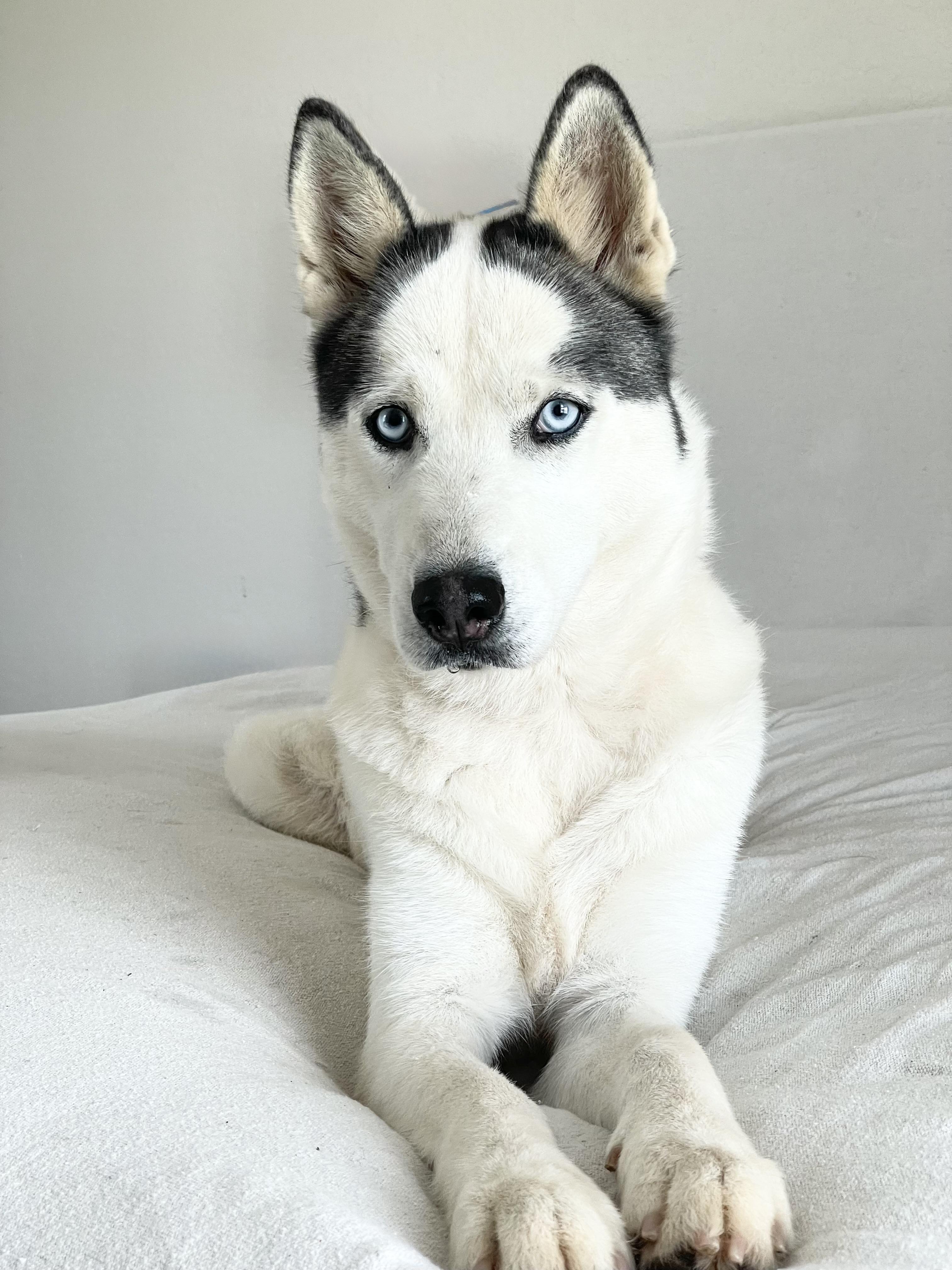 Beautiful Bella, ADOPTABLE, Young Female Siberian Husky.