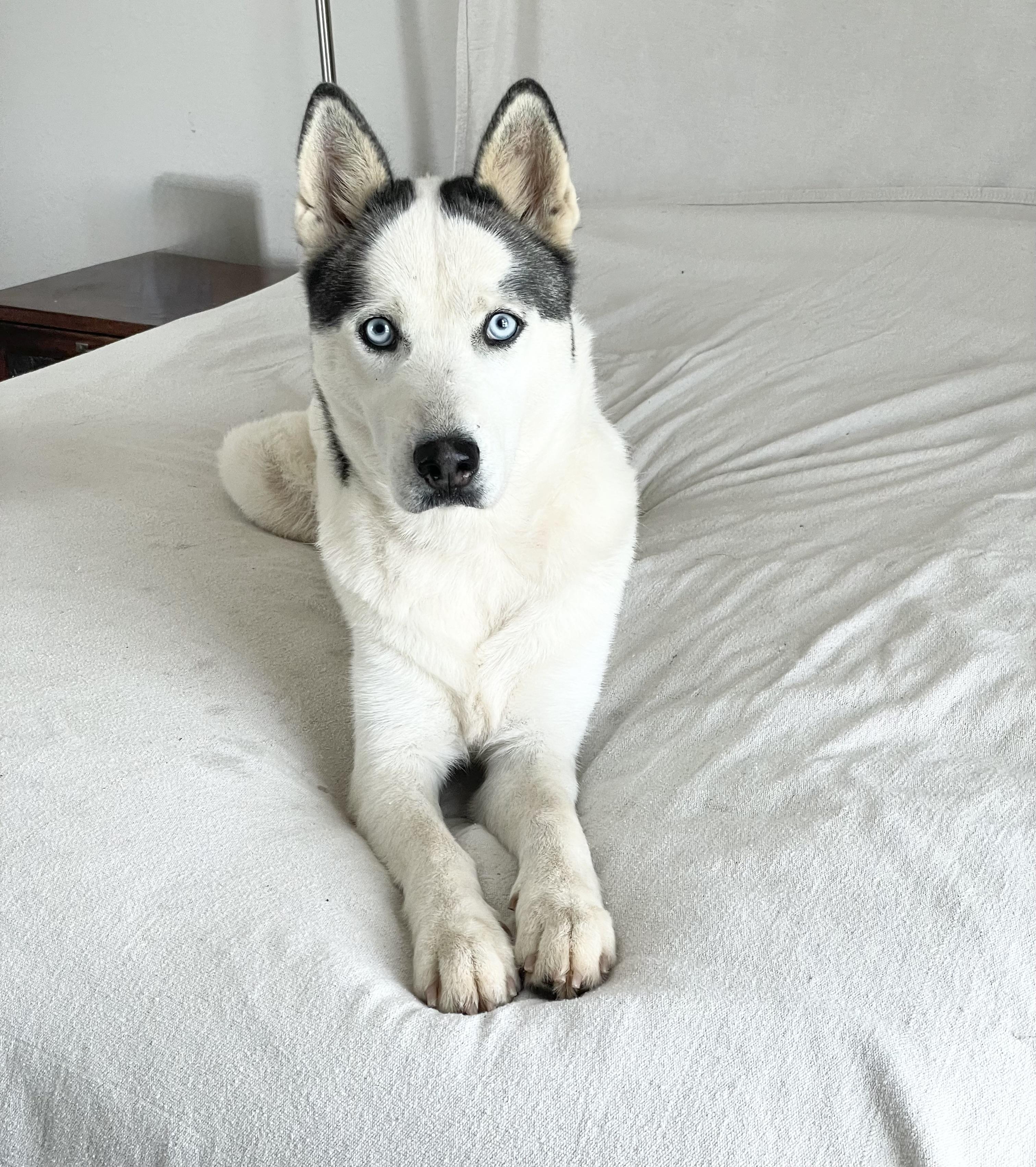 Beautiful Bella, a ADOPTABLE Siberian Husky in West Hartford , CT image 3/5