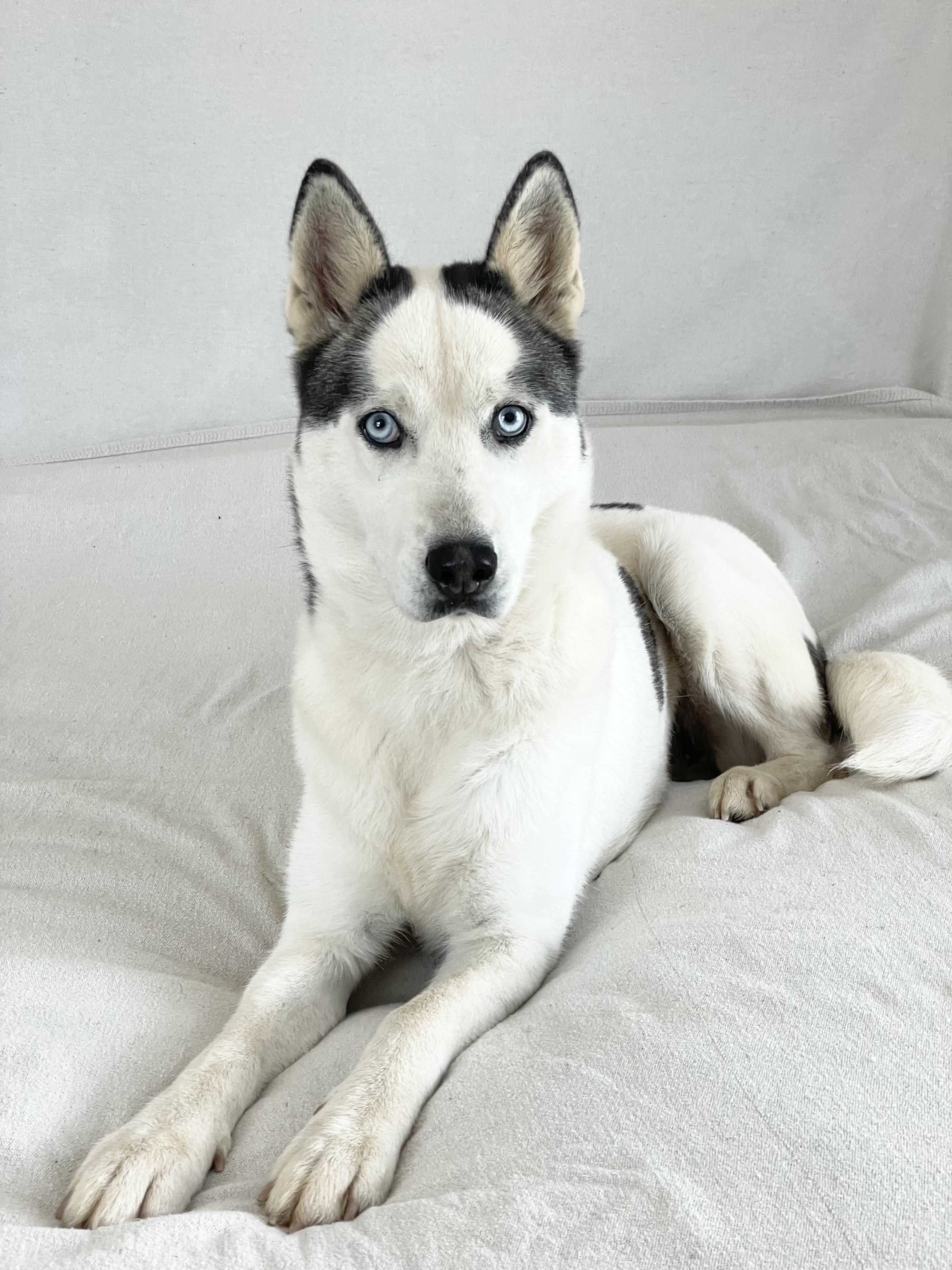 Beautiful Bella, a ADOPTABLE Siberian Husky in West Hartford , CT image 2/5