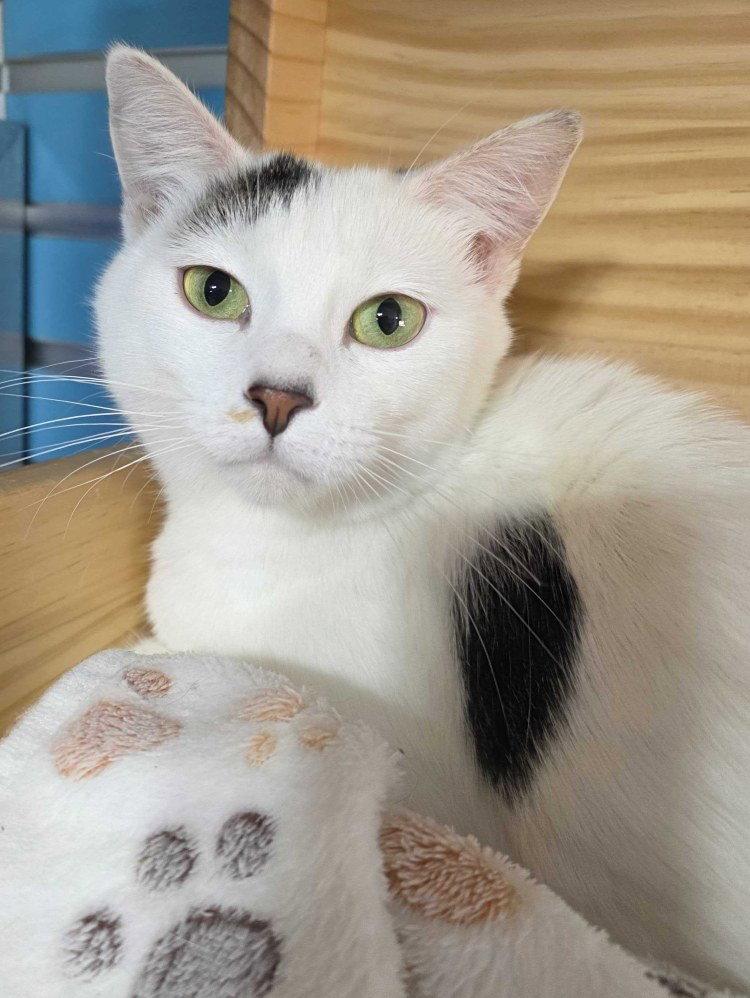 Vaida, Adoptable, Young Female Domestic Short Hair.