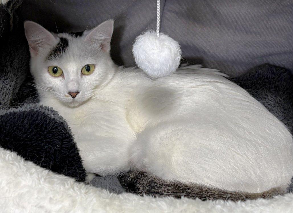 Vaida, a Adoptable Domestic Short Hair in Colorado Springs, CO image 2/3