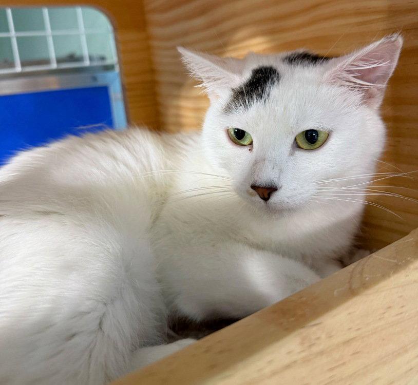 Vaida, a Adoptable Domestic Short Hair in Colorado Springs, CO image 3/3