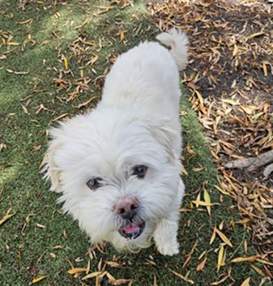 OSWALD, Adoptable, Senior Male Maltese & Mixed Breed.