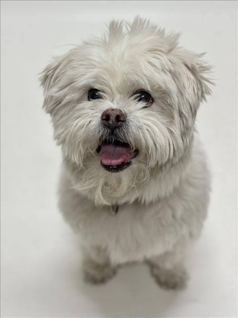 OSWALD, Adoptable, Senior Male Maltese & Mixed Breed.
