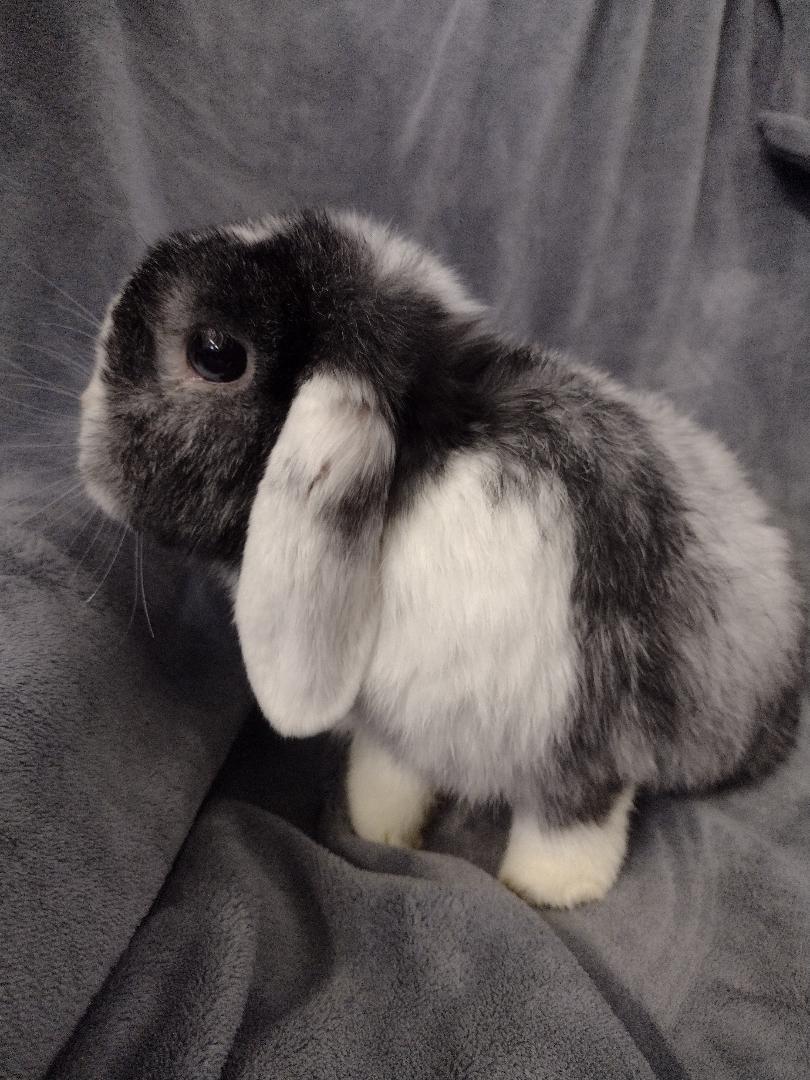 Enlarge Winslow, a ADOPTABLE Mini Lop in Plymouth, MI image 3/4