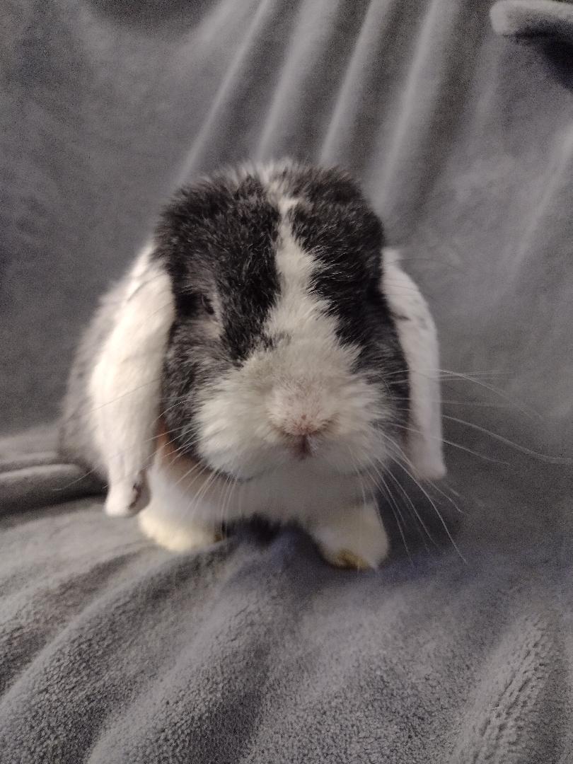 Enlarge Winslow, a ADOPTABLE Mini Lop in Plymouth, MI image 2/4