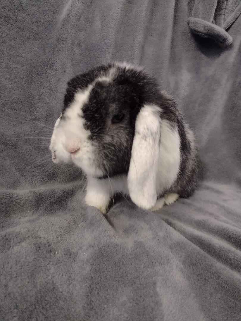 Winslow, ADOPTABLE, Adult Male Mini Lop.
