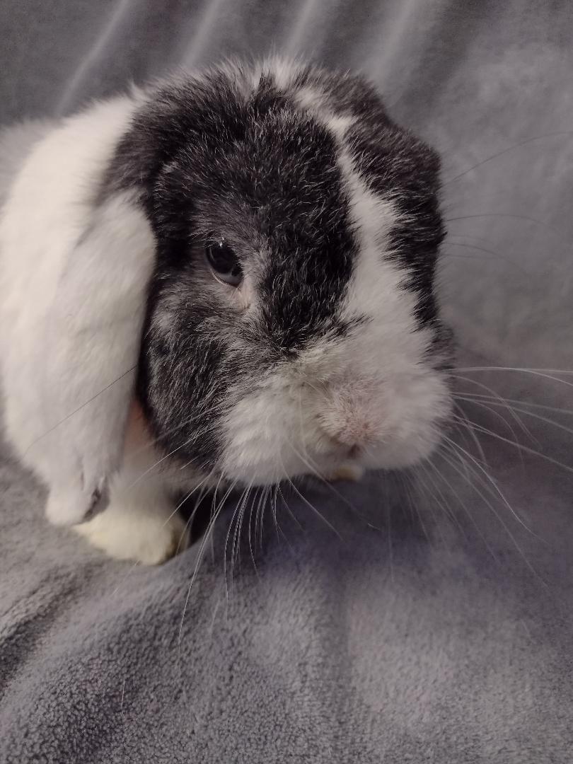Enlarge Winslow, a ADOPTABLE Mini Lop in Plymouth, MI image 4/4