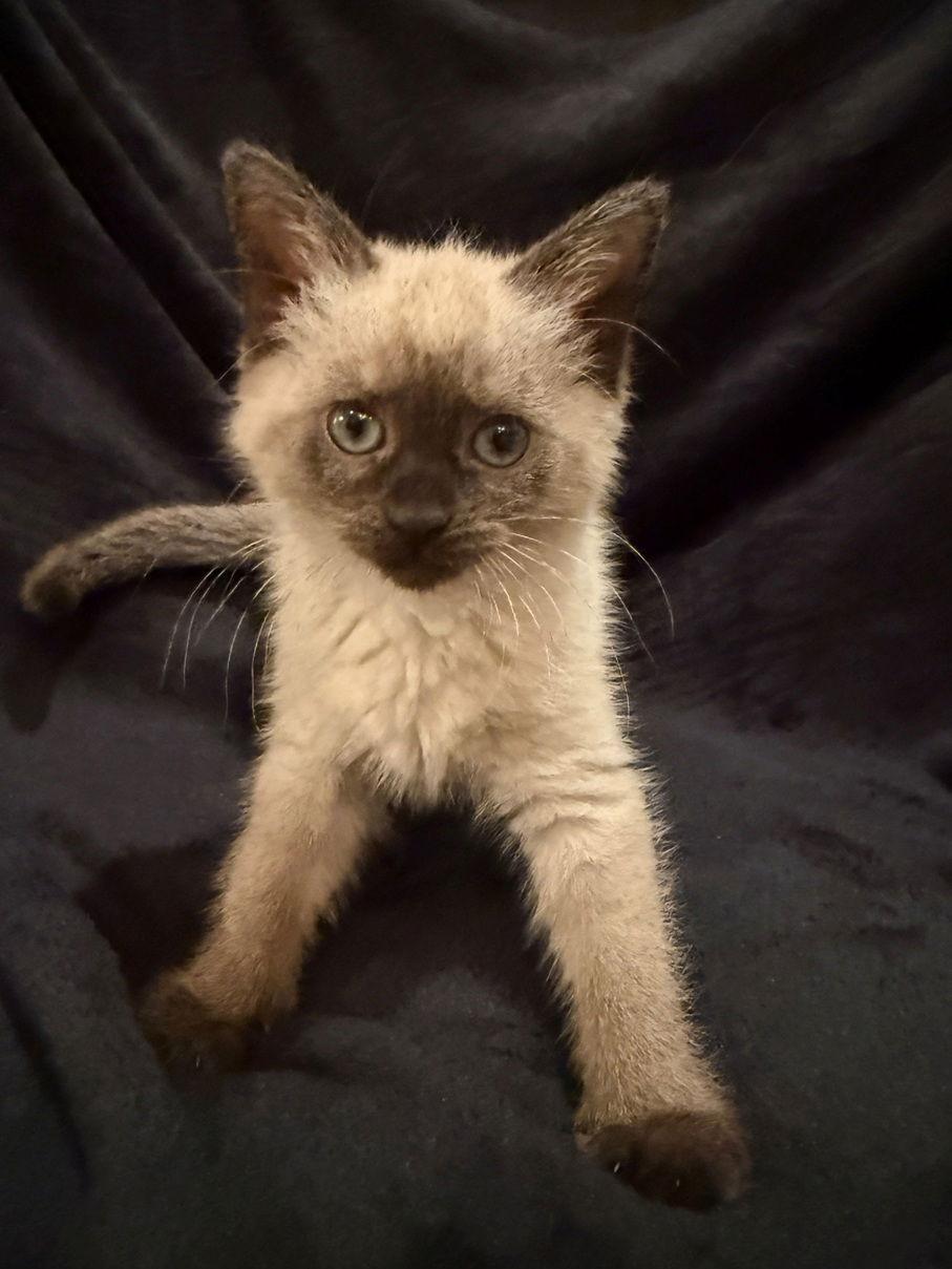Enlarge Bonbon25, a Adoptable Siamese in Nashville, TN image 1/2