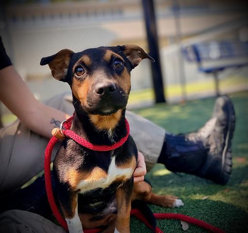 Enlarge BAILEY, a Adoptable mixed breed in Orlando, FL image 1/1