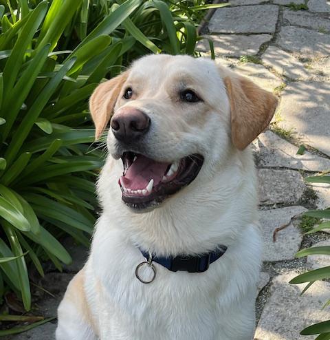 Milo, a Adopted mixed breed in San Francisco, CA image 4/5