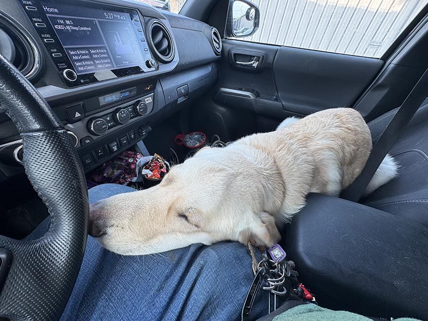 Milo, a Adopted mixed breed in San Francisco, CA image 5/5