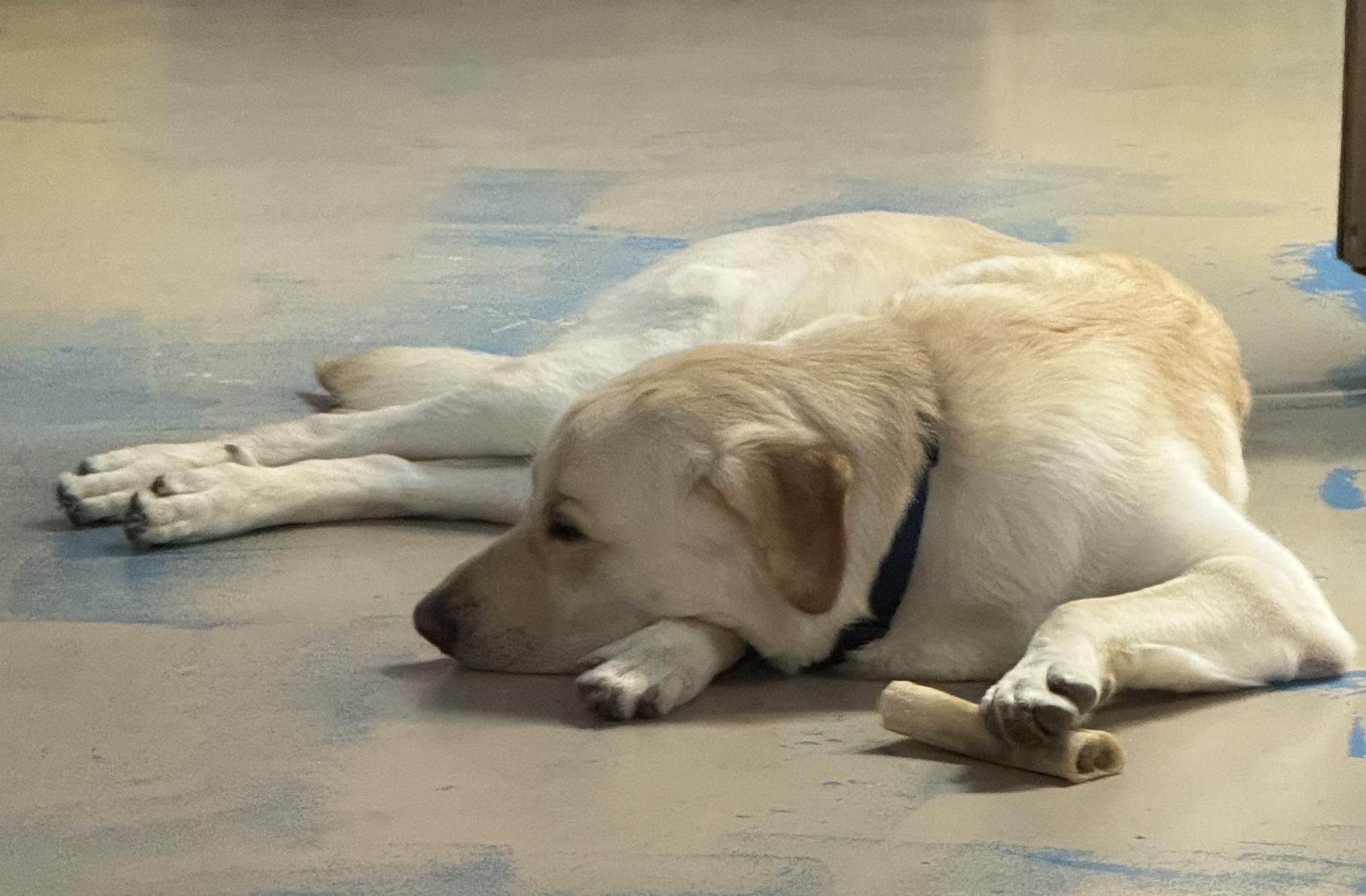 Milo, a Adopted mixed breed in San Francisco, CA image 2/5