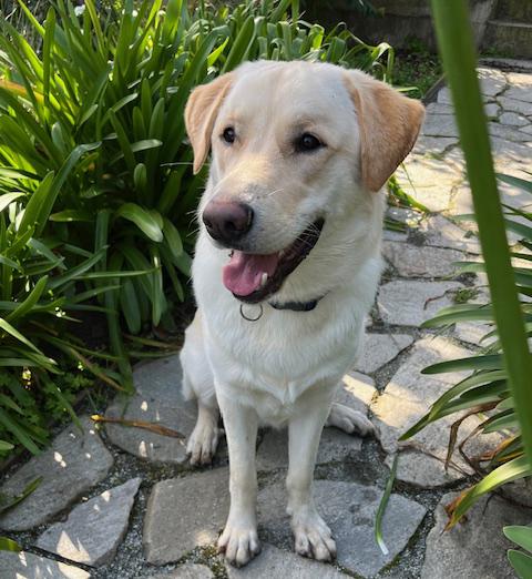 Milo, a Adopted mixed breed in San Francisco, CA image 1/5