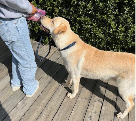 Milo, a Adopted mixed breed in San Francisco, CA image 3/5