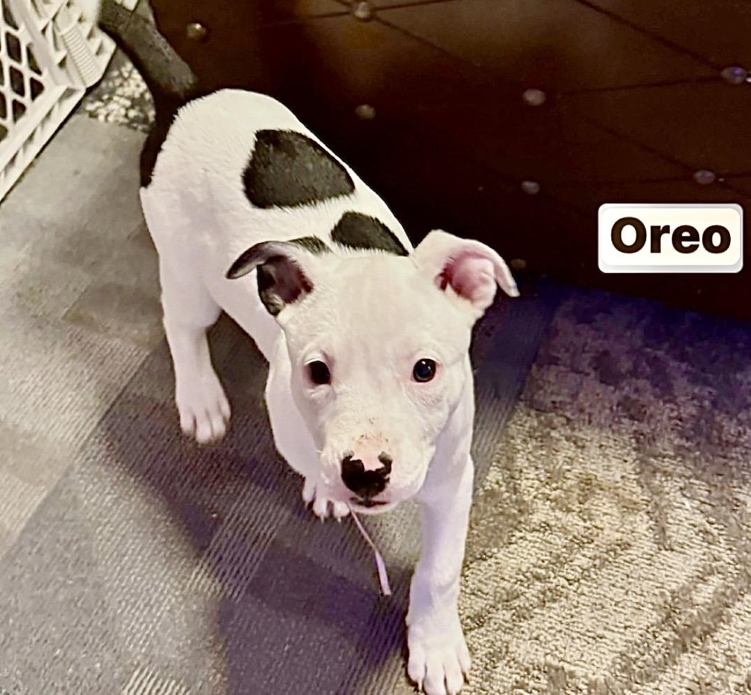 Enlarge Oreo, a Adoptable American Staffordshire Terrier in Poughkeepsie, NY image 1/6