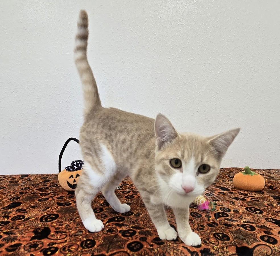 Enlarge Hullabaloo, a Adoptable Domestic Short Hair in Red Wing, MN image 2/4