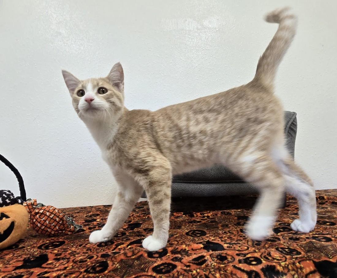 Enlarge Hullabaloo, a Adoptable Domestic Short Hair in Red Wing, MN image 1/4