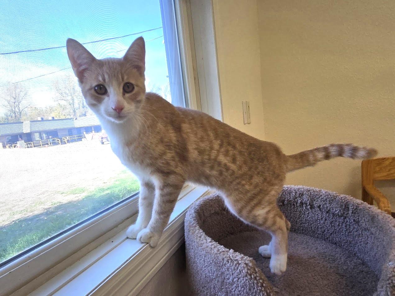 Enlarge Hullabaloo, a Adoptable Domestic Short Hair in Red Wing, MN image 3/4