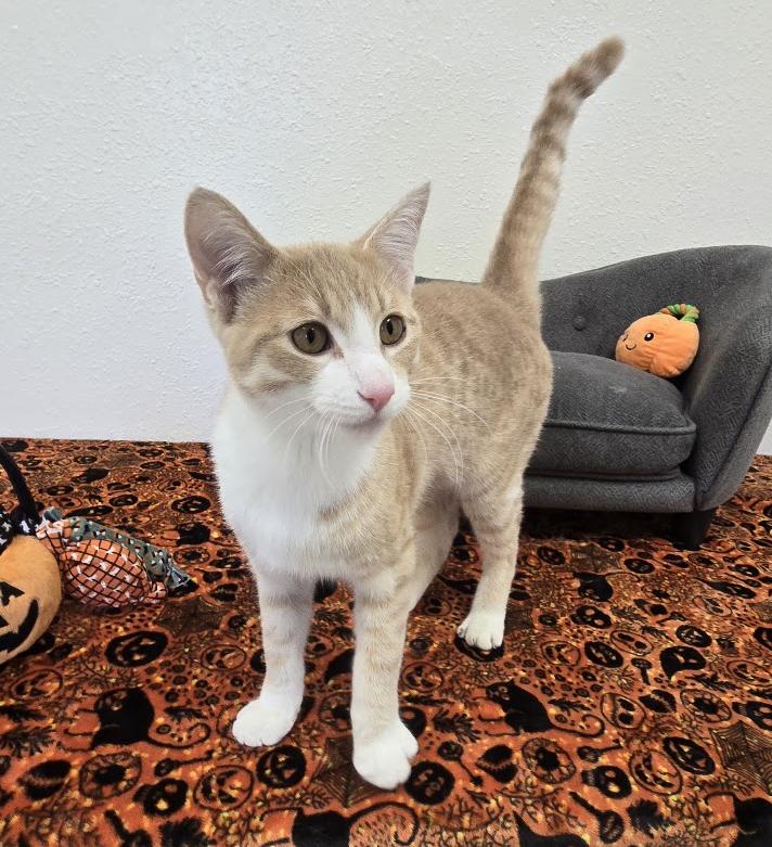 Enlarge Hullabaloo, a Adoptable Domestic Short Hair in Red Wing, MN image 4/4