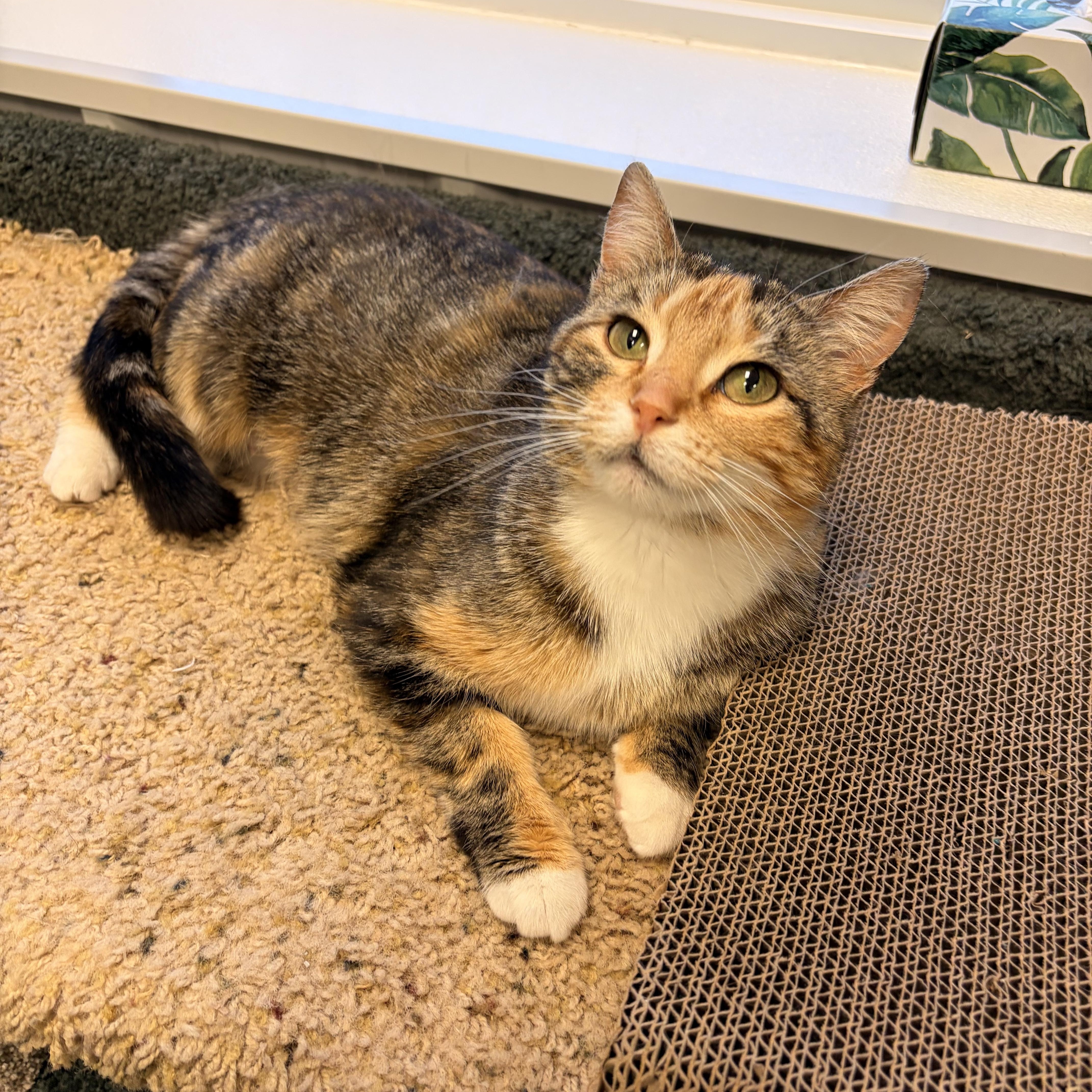 Cotton Candy, ADOPTABLE, Adult Female Domestic Short Hair.