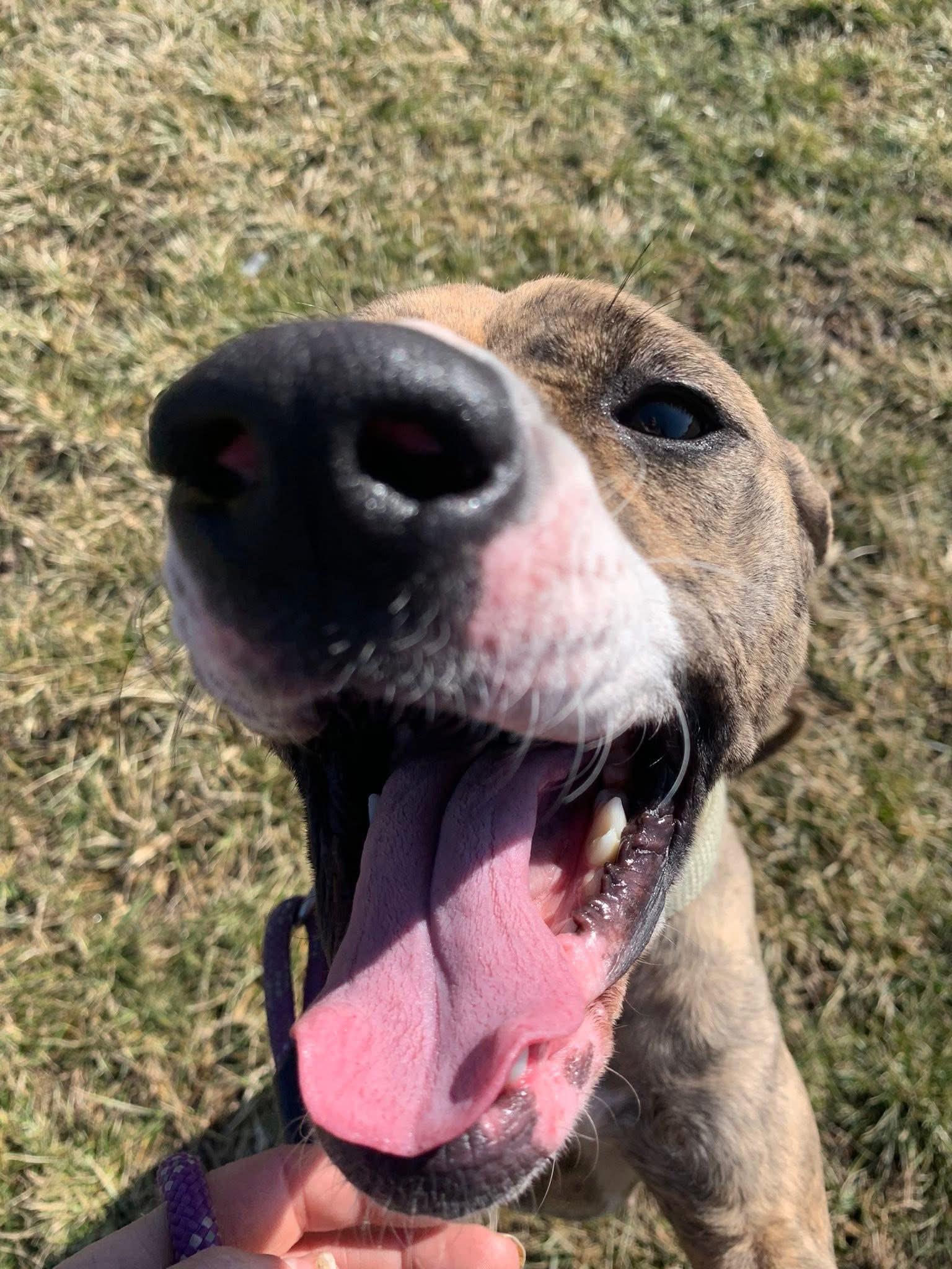 Enlarge Petunia, a ADOPTABLE mixed breed in Elmira, NY image 2/3